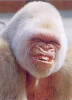 Gorilla Eg!'s Avatar