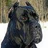 The_ CaneCorso's Avatar